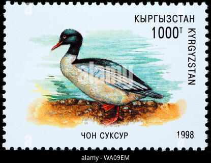 Red-breasted Merganser, Mergus serrator, Briefmarke, Kirgisistan, 1998 Stockfoto