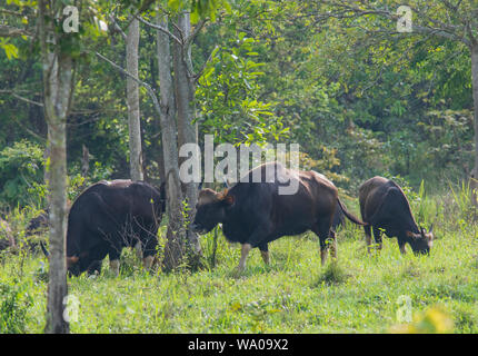 Wild Gaur oder indische Bisons, Bos gaurus an Kui Buri NP Thailand Stockfoto