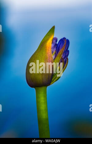 Ein bersten Bud in den Gärten am Cap Roig Stockfoto