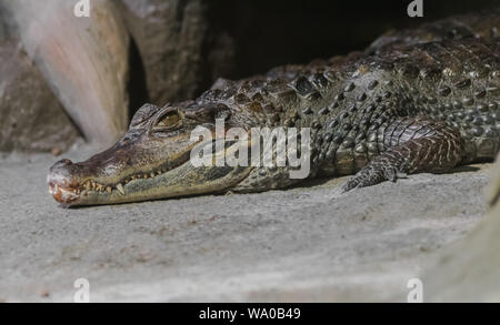 Spectacled Kaimane (Caiman crocodilus) Hochformat Stockfoto