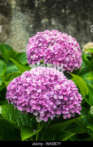 Hydrangea macrophylla rosa Blüte mit grünen Blättern und im Alter von Zement Wand Hintergrund Stockfoto