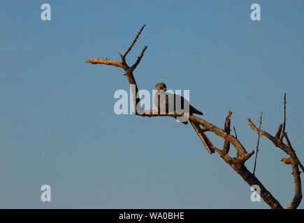 South African Safari - Eine schöne wilde Grau Lourie auf einem toten Baum gehockt. Auch bekannt als Gehen aufgrund seiner einzigartigen Anruf entfernt Vogel. Stockfoto
