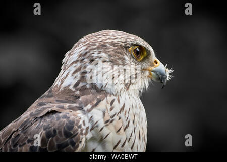 Ein Falkenfalke aus der Nähe (Falco cherrug) und isoliert auf dunklem Hintergrund Stockfoto