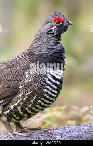 Nahaufnahme, Porträt einer alert Spruce Grouse stehend auf dem Pine anmelden. Stockfoto