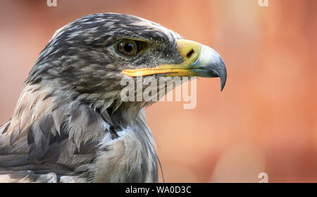 Rauen-legged Mäusebussard (Buteo lagopus) Seite Profil vor rotem Hintergrund Stockfoto