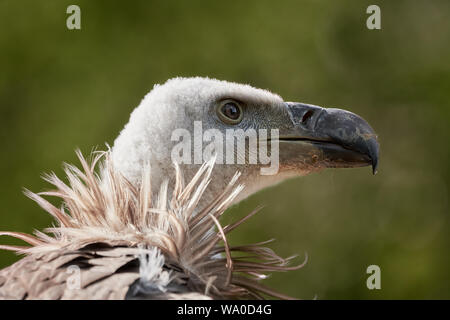 Eine gemeinsame, auf grünem natürlichen Hintergrund isolierte, griffonige Vulture (Gyps fulvus)-Profilansicht Stockfoto