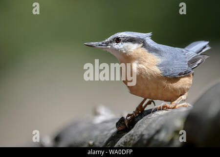 Eine eurasische Kleiber (Sitta europaea) in der Natur / Deutschland Stockfoto