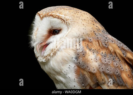 Barn owl Seite Portrait und schwarzem Hintergrund - Tyto alba Stockfoto