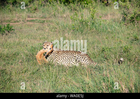 Cheetah mit einem kürzlich gefangenen Impala in Masai Mara, Kenia Stockfoto