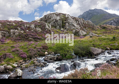 Cwm Idwal ist ein Cirque (oder Corrie) in der Glyderau Reichweite des Snowdonia National Park. Hier Heidekraut bewachsenen Hügeln im August. Stockfoto