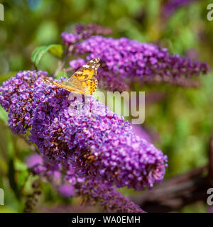 Distelfalter Schmetterling auf einer Purple Cone Flower in Schottland Stockfoto