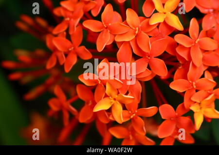 Closeup schöne orange ixora oder spike Blume unter Sonnenlicht, selektiver Fokus Stockfoto