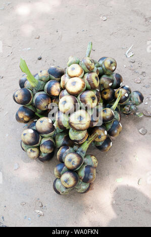 Ein Bündel von Palm Früchte der Palme mit seiner äußeren Hülle gezupft. Stockfoto