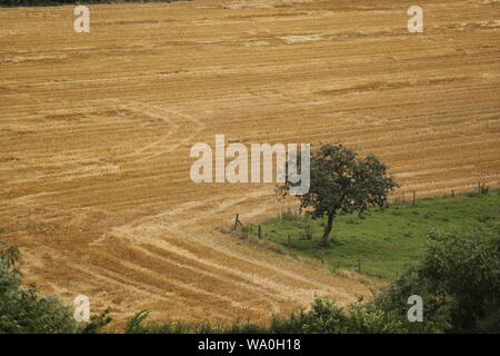 Golden L-förmigen Feld nach der Ernte mit einer Ecke des grünen Grases und einem einzigen Baum. Stockfoto