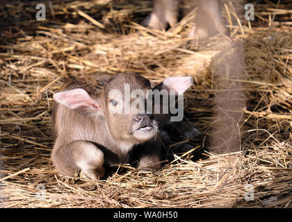 Buffalo Baby schläft am Morgen Sonne Stroh Stockfoto