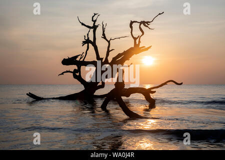 Sonnenaufgang auf Driftwood Beach - Jekyll Island, Georgia, Vereinigte Staaten Stockfoto
