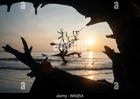 Sonnenaufgang auf Driftwood Beach - Jekyll Island, Georgia, Vereinigte Staaten Stockfoto