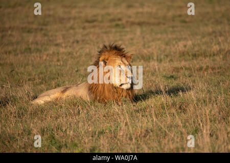 Ein prächtiger männlicher Löwe sitzt in Masai Mara Savannah, Kenia Stockfoto