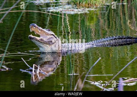 American alligator (Alligator mississippiensis) - Green Cay Feuchtgebiete, Boynton Beach, Florida, USA Stockfoto