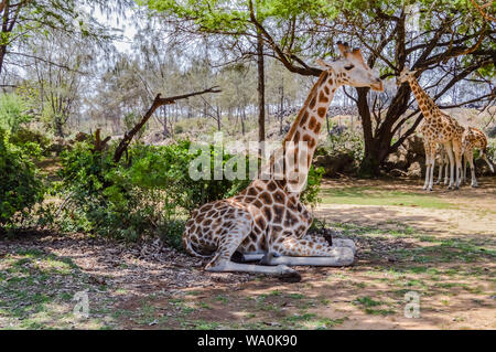 Giraffe im Haller Park sitzen in der Nähe von Mombasa in Kenia Stockfoto