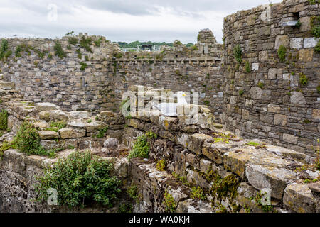 Die eindrucksvollen Überreste der historischen Beaumaris Castle Ruins bieten einen geeigneten Nistplatz für eine silbermöwe und chick, Anglesey, Wales, Großbritannien Stockfoto