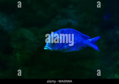 Live Blue Fish Pseudotropheus moorii (Hump-Kopf) schwimmt im Wasser auf einem dunklen Hintergrund Stockfoto