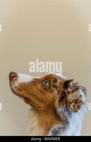 Red merle Australian Shepherd Welpen Stockfoto