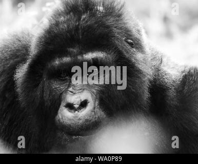 Foto: © Jamie Callister. Gorillas aus dem Bitukura Gruppe, Bwindi Impenetrable Forest, Uganda, Zentralafrika, 3. März 2016 [None-Exclusive] [Insgesamt 41 Bilder] Tel.: 01824 705444 Mob: 07731 118268 E-Mail: jcallister1@me.com Http://www.jamiecallister.com Stockfoto