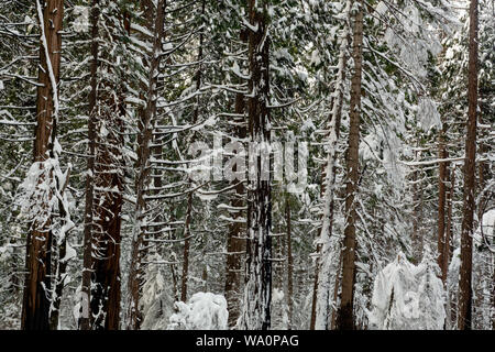 - Bis auf Schnee - Nähe fallen Nadelbäume im Yosemite National Park, Kalifornien, USA, mit Schnee Landschaft und eine verborgene Struktur, gesehen von der Stockfoto