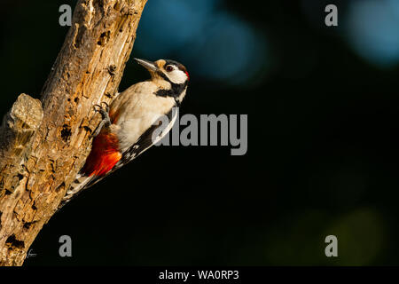 Mehr Buntspecht (männlich) Stockfoto