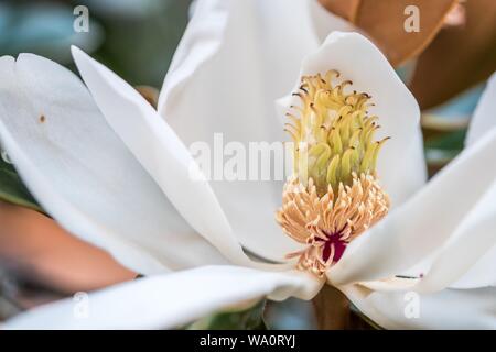 Nahaufnahme von Magnolia grandiflora, allgemein bekannt als die südliche Magnolie oder Bullenbucht Stockfoto