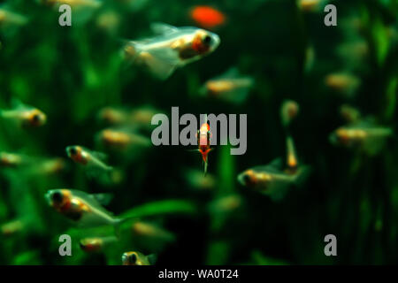 Hintergrund mit unscharfen Aquarium Fische, Fisch in der Mitte ist im Fokus und in die Kamera schauen Stockfoto