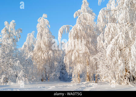 Schönen Winter verschneite Wald mit Frost bedeckt Birken an einem klaren sonnigen Tag Stockfoto