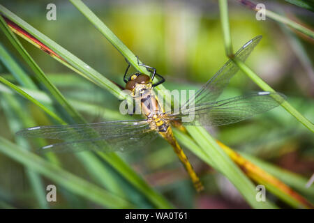 Eine gelbe darter Dragonfly sitzen auf grün Schilf an thursley Gemeinsame National Nature Reserve. Stockfoto