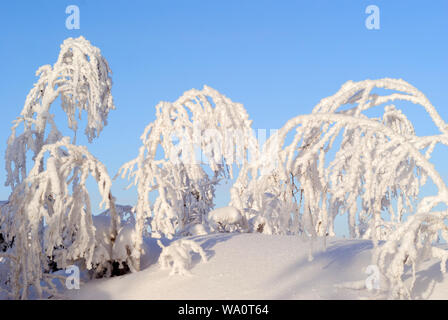 Woody Zweige mit flauschigen Schneekristalle abgedeckt, Kleben aus dem Schnee auf einer klaren frostigen Tag gegen den blauen Himmel Stockfoto