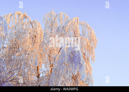 Woody Tops mit flauschigen Schneekristalle abgedeckt, Kleben aus dem Schnee auf einer klaren frostigen Tag gegen den blauen Himmel Stockfoto