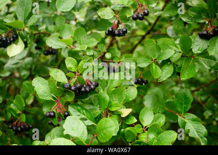 Reife Beeren der apfelbeere Aronia auf die Zweige von Sträuchern an einem regnerischen Tag Stockfoto