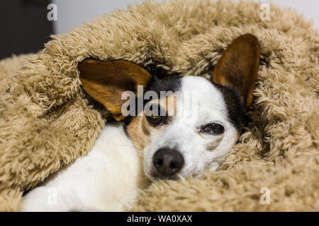 Porträt einer papijack, ein Kreuz der einen Jack Russell und Papillon Stockfoto