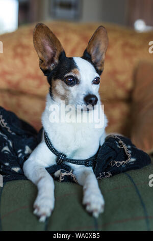 Porträt einer papijack, ein Kreuz der einen Jack Russell und Papillon Stockfoto