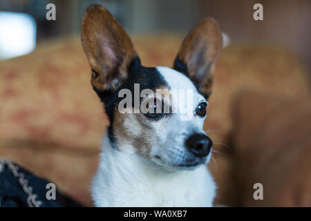 Porträt einer papijack, ein Kreuz der einen Jack Russell und Papillon Stockfoto