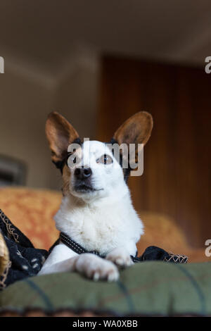 Porträt einer papijack, ein Kreuz der einen Jack Russell und Papillon Stockfoto