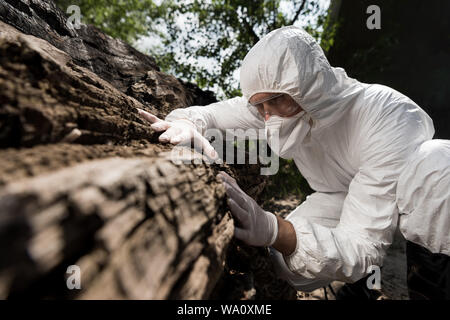 Ökologe im Atemschutz, Augenschutz und Gummihandschuhe berühren Baumrinde Stockfoto