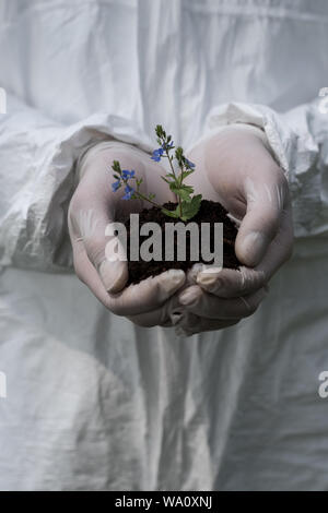 Teilweise mit Blick auf die Ökologen in Latex Handschuhe holding Handvoll Erde mit dayflowers Stockfoto