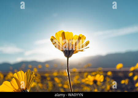 Wüste blühen Sonnenblumen bei Sonnenuntergang, Death Valley National Park, Kalifornien Stockfoto