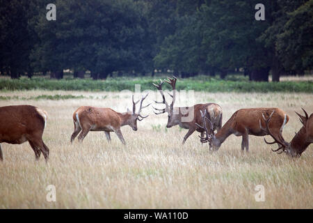 Richmond Park in London, England, Grossbritannien. 16 Aug, 2019. Die jungen pretender Plätze bis zu einer beherrschenden Rotwild Hirsch an einem regnerischen Tag im Richmond Park South West London. Der Park ist weniger als 10 Meilen Form Central London. Credit: Julia Gavin/Alamy leben Nachrichten Stockfoto