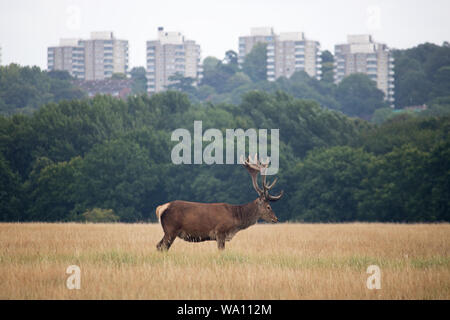 Richmond Park in London, England, Grossbritannien. 16 Aug, 2019. Ein Rotwild Hirsch an einem regnerischen Tag im Richmond Park South West London. Der Park liegt in der Nähe des Tower Blocks von Roehampton und weniger als 10 Meilen Form Central London. Credit: Julia Gavin/Alamy leben Nachrichten Stockfoto