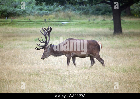 Richmond Park in London, England, Grossbritannien. 16 Aug, 2019. Ein Rotwild Hirsch an einem regnerischen Tag im Richmond Park, nur 10km vom Londoner Zentrum entfernt. Credit: Julia Gavin/Alamy leben Nachrichten Stockfoto