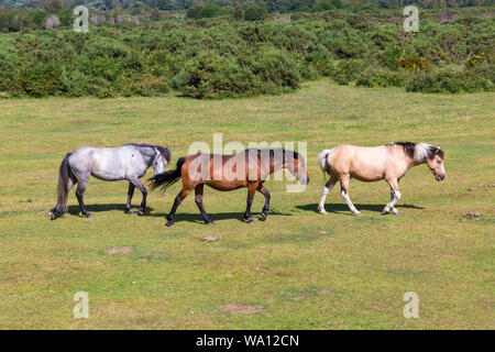 New Forest Ponies Pferde wandern im August im New Forest National Park in Hampshire, Großbritannien, frei herum Stockfoto