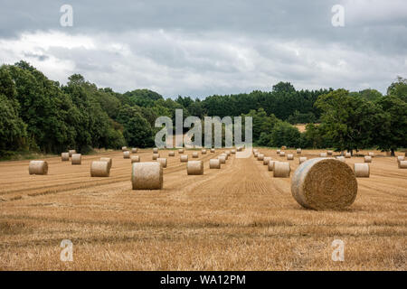 Zahlreiche runde Heuballen aufgereiht in einem Feld Stockfoto