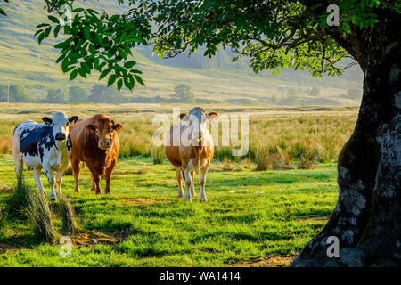 Drei Kühe von unterschiedlicher Farbe im Feld direkt suchen Kamera mit reifer Baum framing Bild zu Stockfoto